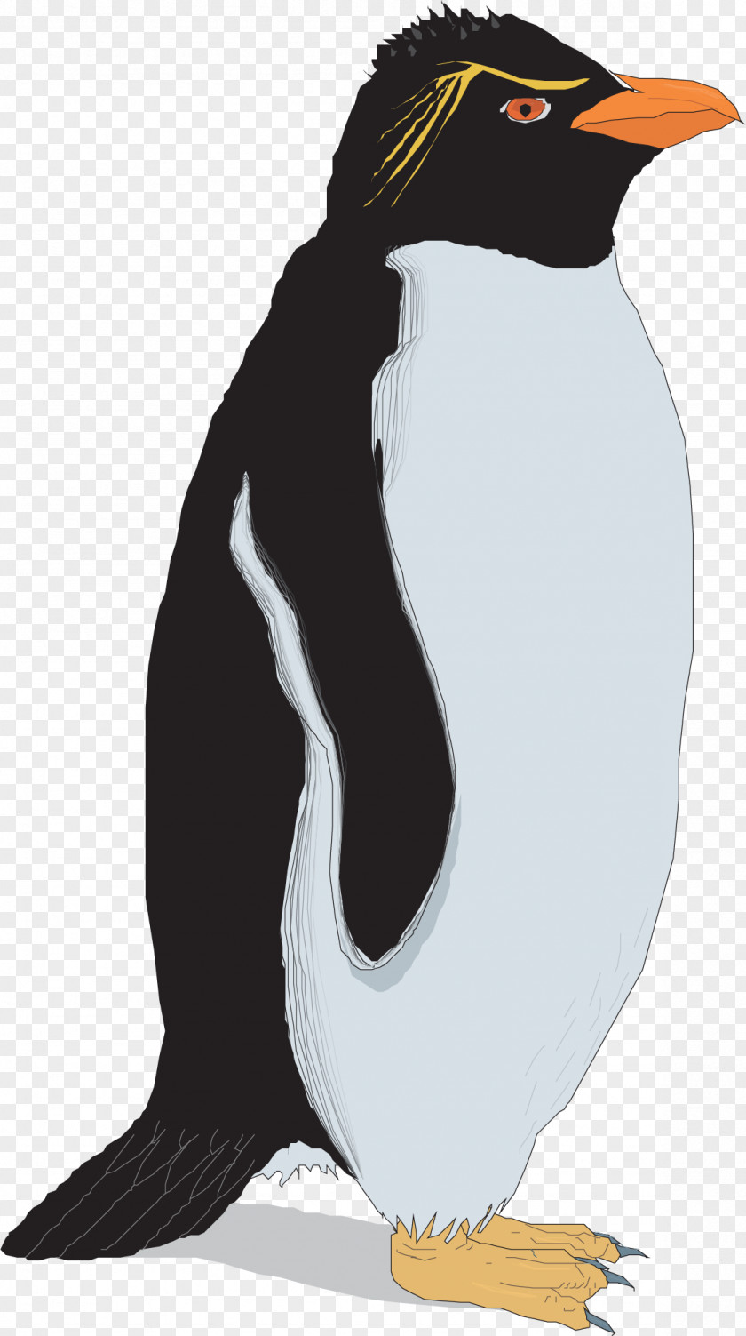 Vector Hand Painted Penguins Rockhopper Penguin Clip Art PNG