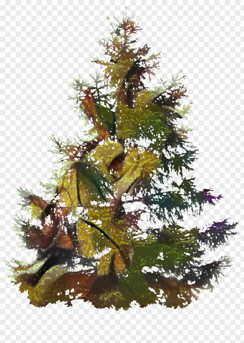 Larch Evergreen Black And White Flower PNG