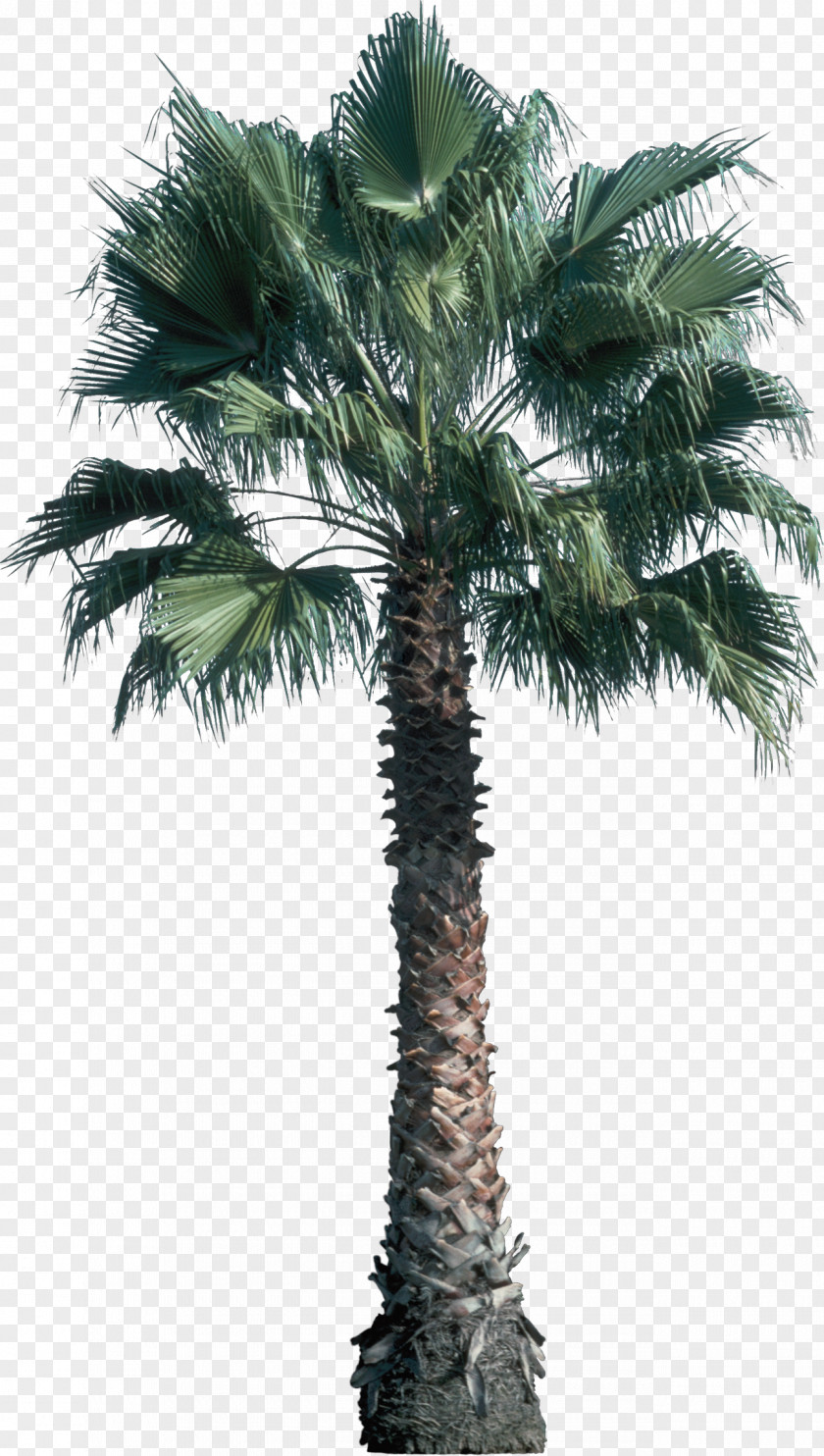 Shrub Tree Arecaceae Plant PNG