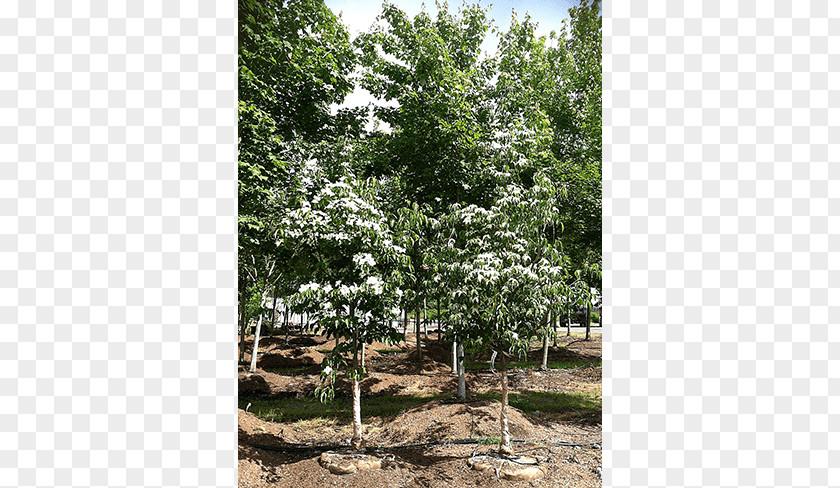 Deciduous Specimens Branch Tree Shrub Evergreen Nursery PNG