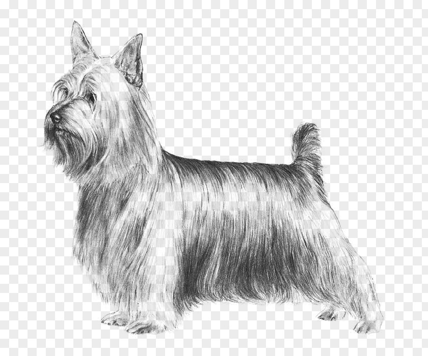 Lhasa Apso Australian Silky Terrier Yorkshire Skye Boston Staffordshire Bull PNG