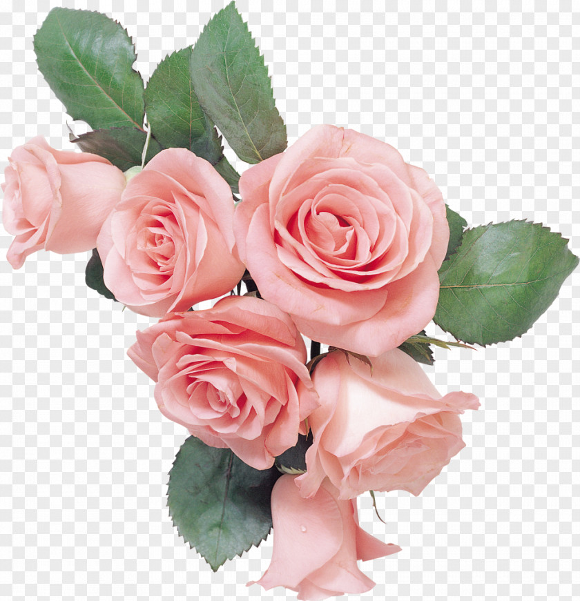 Rose Garden Roses Cut Flowers Still Life: Pink Gift PNG