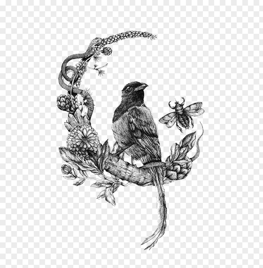 Songbird Finch Robin Bird PNG