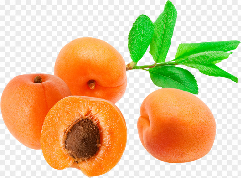 Apricot Fruit Food Vegetarian Cuisine Painting PNG