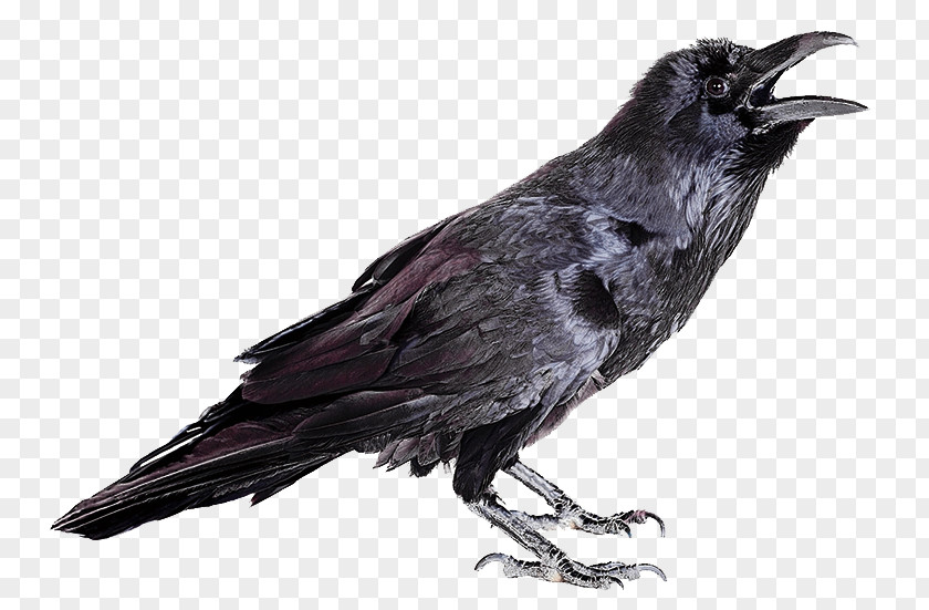 Bird Rook Hooded Crow Common Raven Carrion PNG