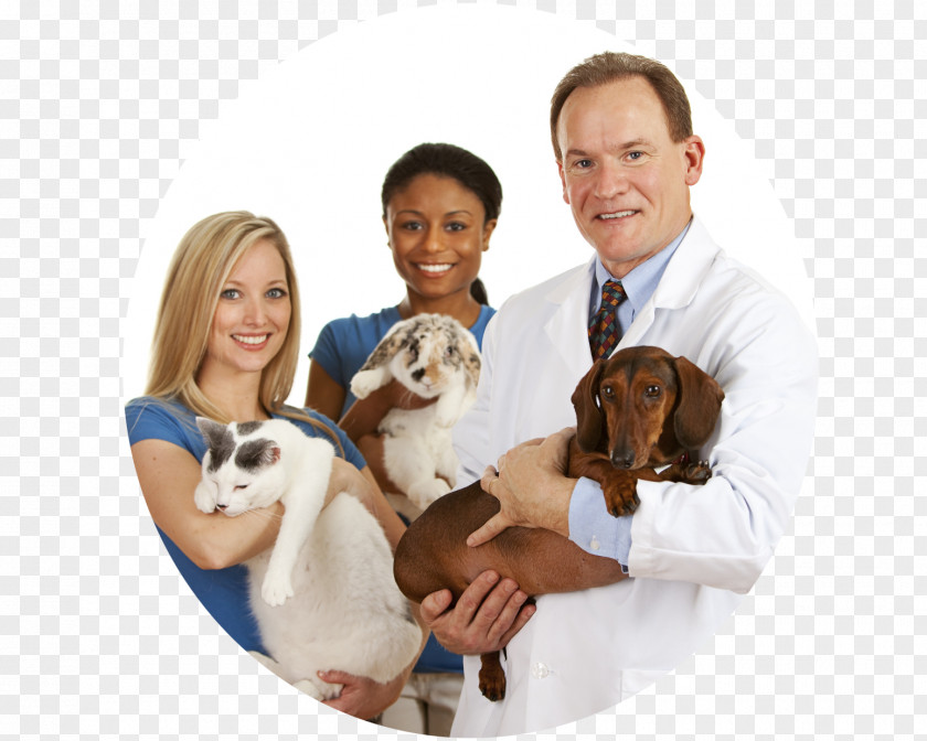 Cat Veterinarian Pet Labrador Retriever Veterinary Medicine PNG