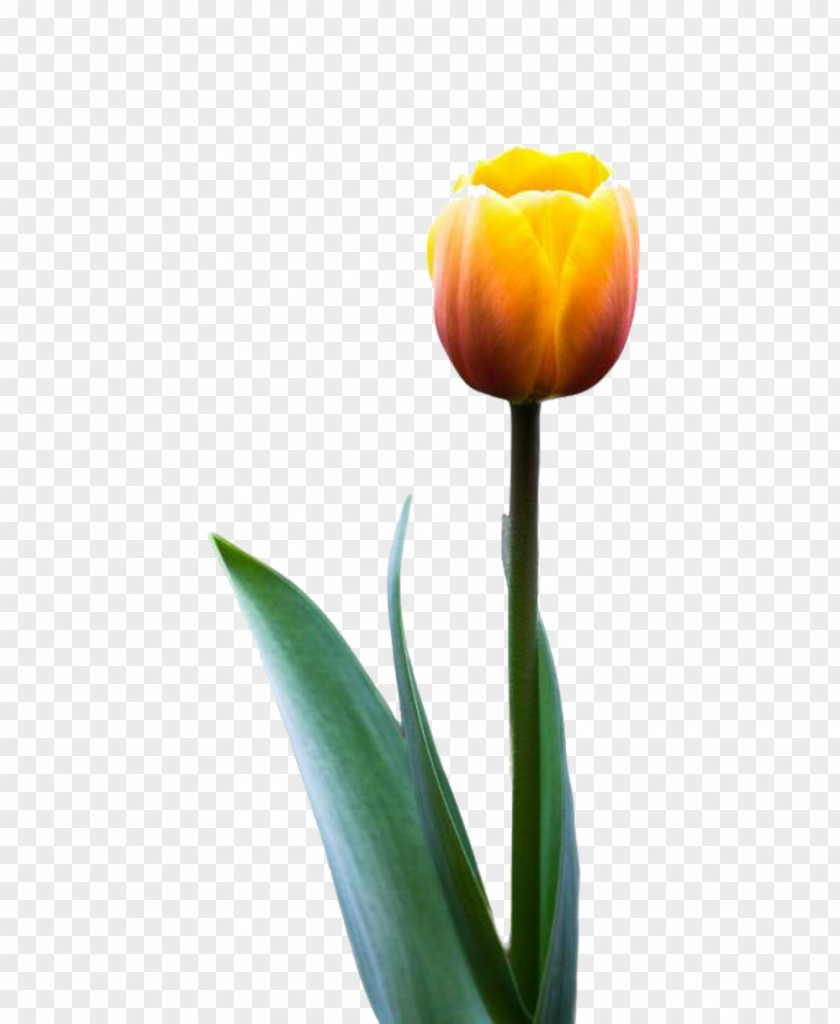 Golden Tulip Picture Material Flower PNG