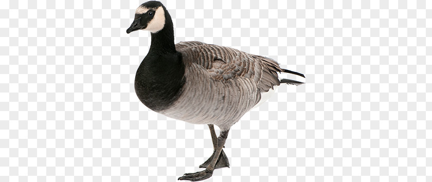 Goose PNG clipart PNG