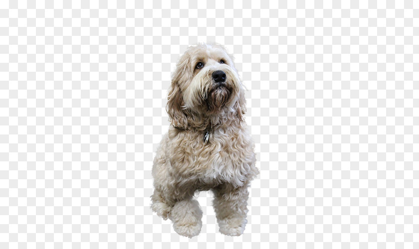 Havanese Poodle Lion Cartoon PNG