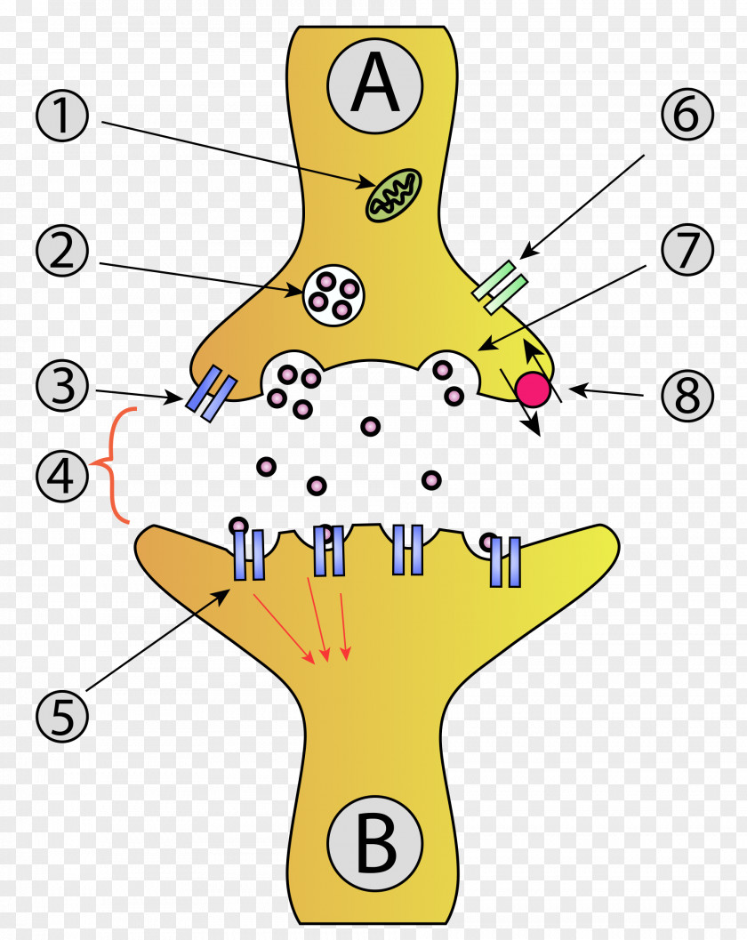 Synapse Neuron Synaptic Vesicle Anatomy Nervous System PNG