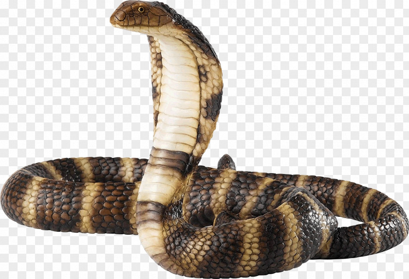 3d Snake Snakes Reptile Venomous Rattlesnake PNG