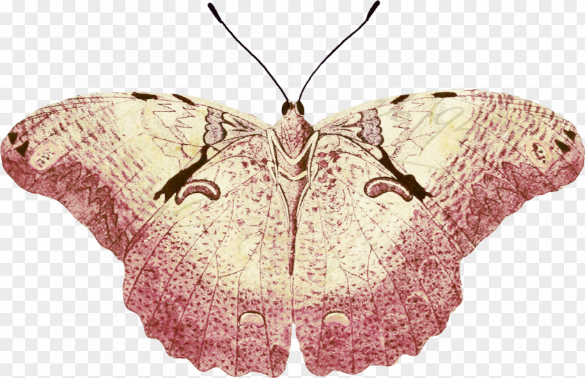 Butterfly Moth Silkworm .net PNG