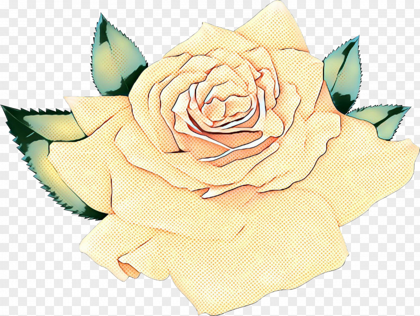 Garden Roses Cabbage Rose Cut Flowers Floral Design Petal PNG