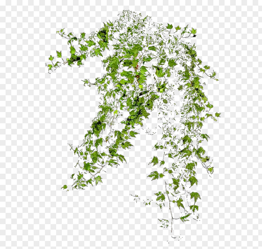 Lanta De Cafe Populus Nigra Tree Clip Art PNG