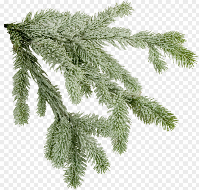 Christmas Tree Branches Picture Norway Spruce Fir Branch PNG