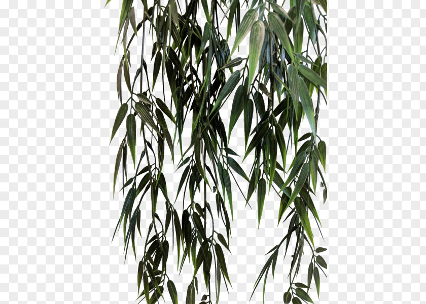 Bamboo Leaf Twig Tree Plant Stem PNG