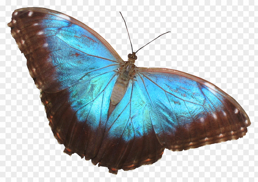 Colorful Butterfly Nymphalidae PNG
