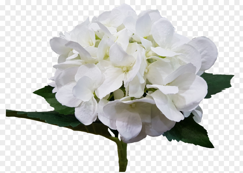 Hydrangea WHITE Cut Flowers Petal Herbaceous Plant PNG