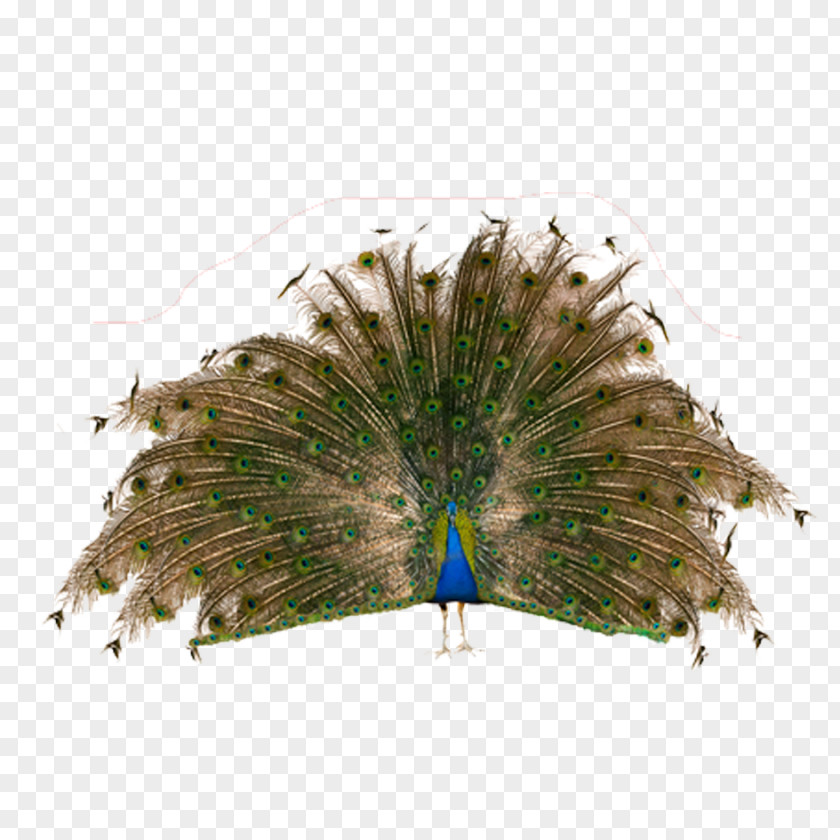 Peacock Bird Asiatic Peafowl Stock Photography Feather PNG