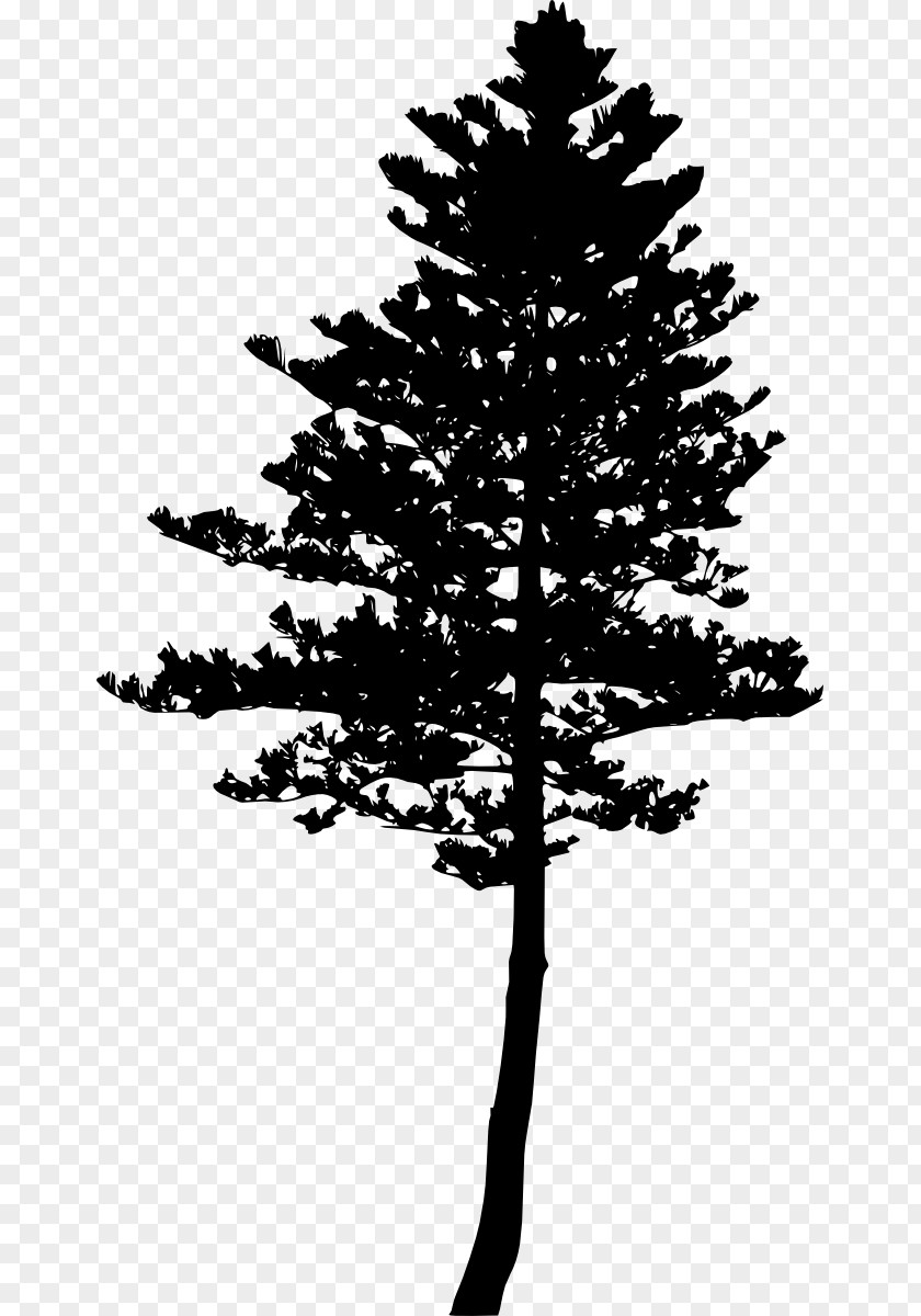 Pine Tree Silhouette Woody Plant Evergreen PNG