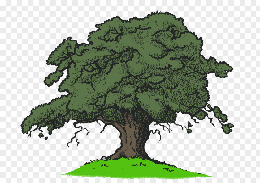 Tamarind Quercus Kelloggii Drawing Tree PNG