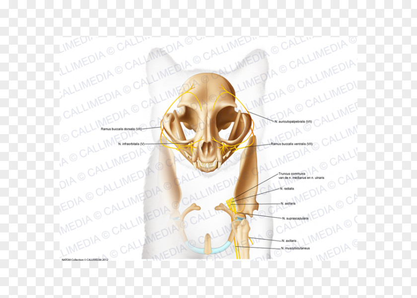 Ear Bone Skull Nose Human Body PNG
