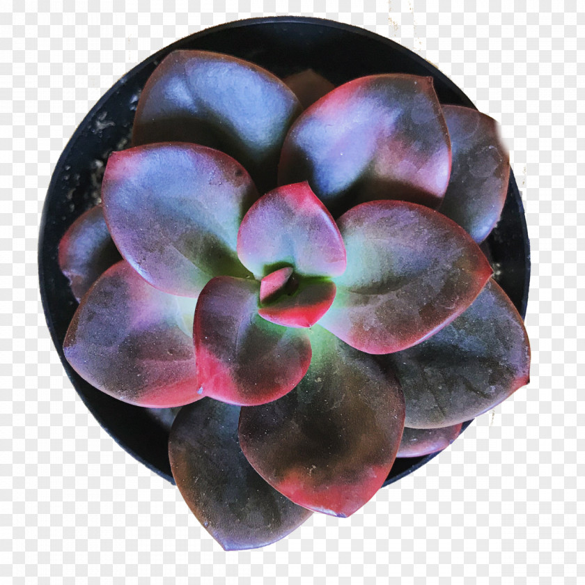Echeveria Flor Color Purple Red White Pink PNG