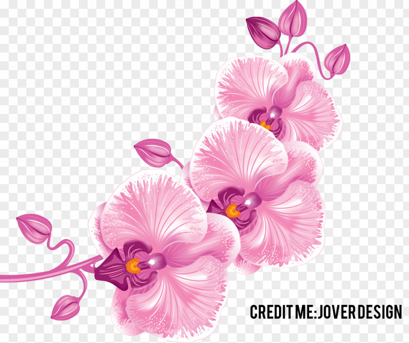 Flower Orchids Orchidea Desktop Wallpaper Clip Art PNG