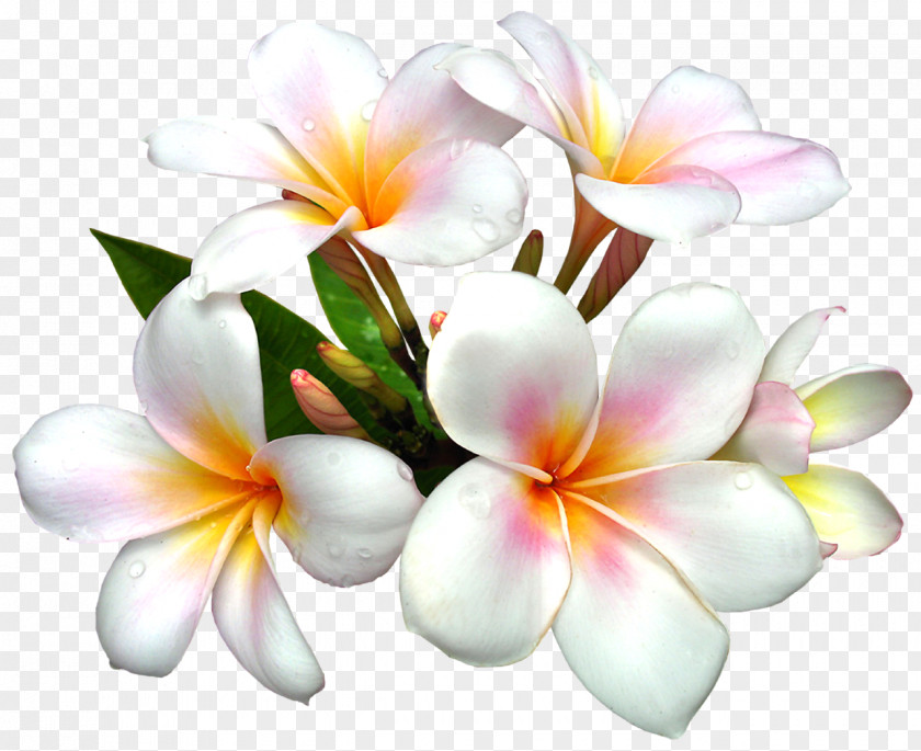 Flowers Flower White Clip Art PNG