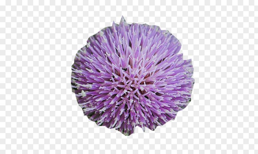 Round Milk Thistle Picture Material Plant PNG