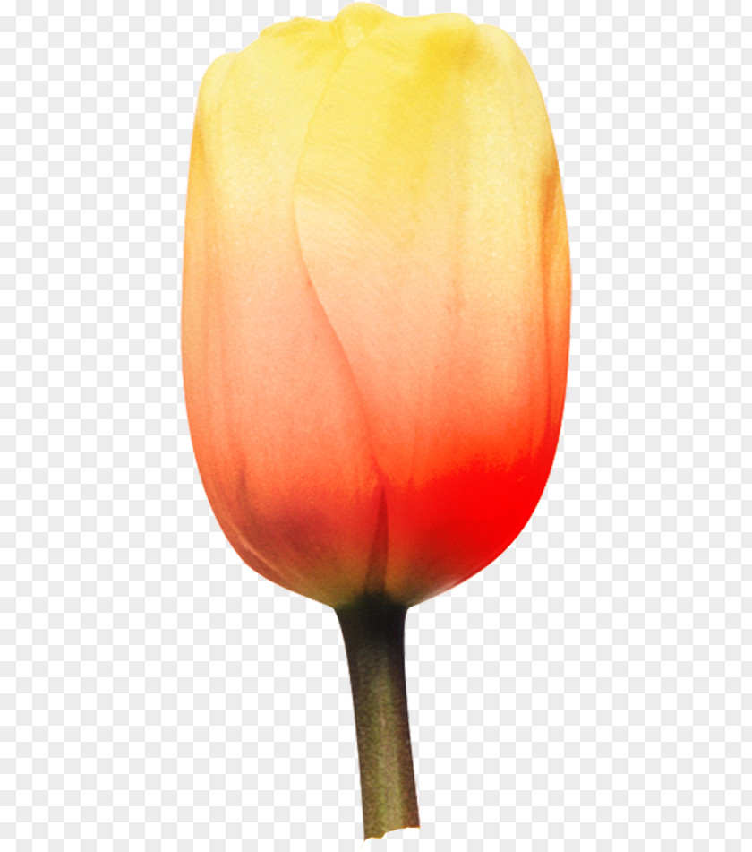 Tulip Petal Flower Blog PNG