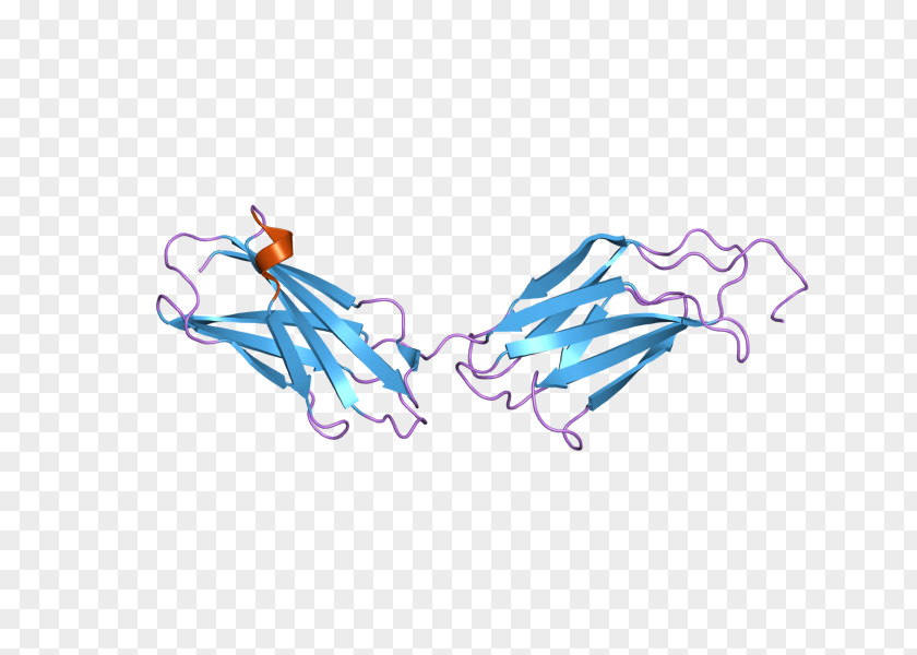 Fibronectin Integrin Glycoprotein Extracellular Matrix PNG
