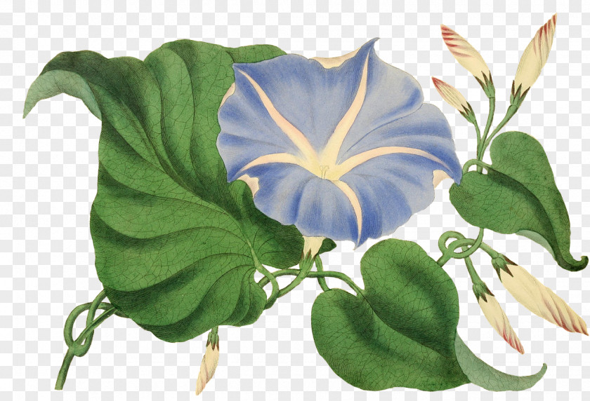 Flower Blue Plant Rose PNG