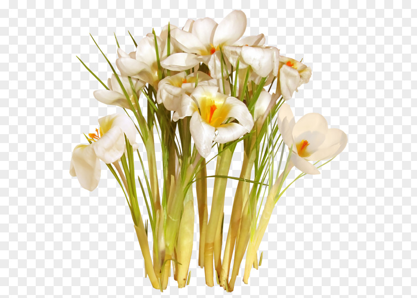 Flower Floral Design Saffron Cut Flowers Safflower PNG