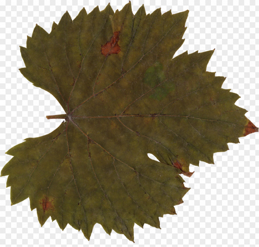 Grape Leaves Maple Leaf PNG
