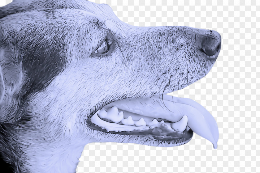 Jaw Drawing Dog Nose Head Snout PNG