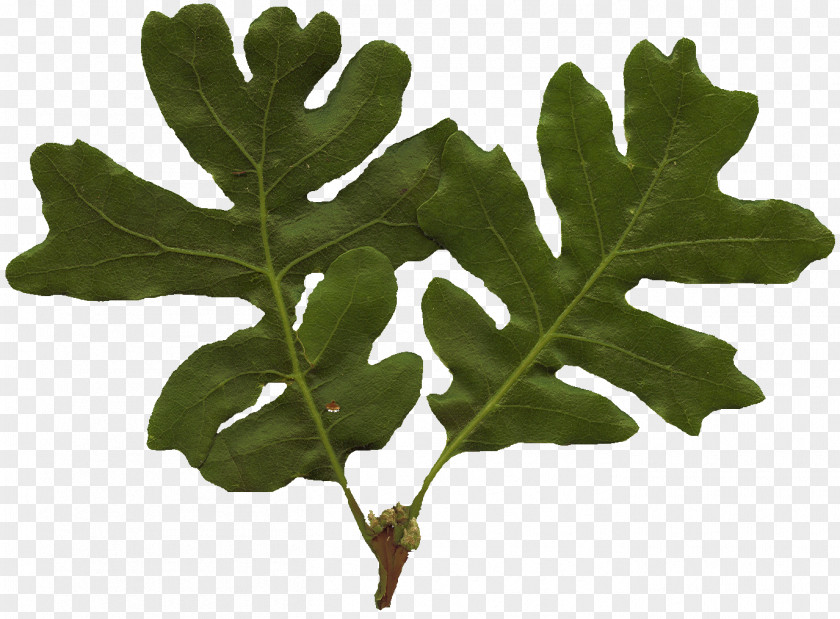 Leaf Texture Tree White Oak Plant Stem PNG