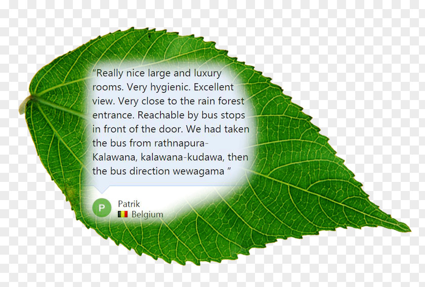 Leaf PNG