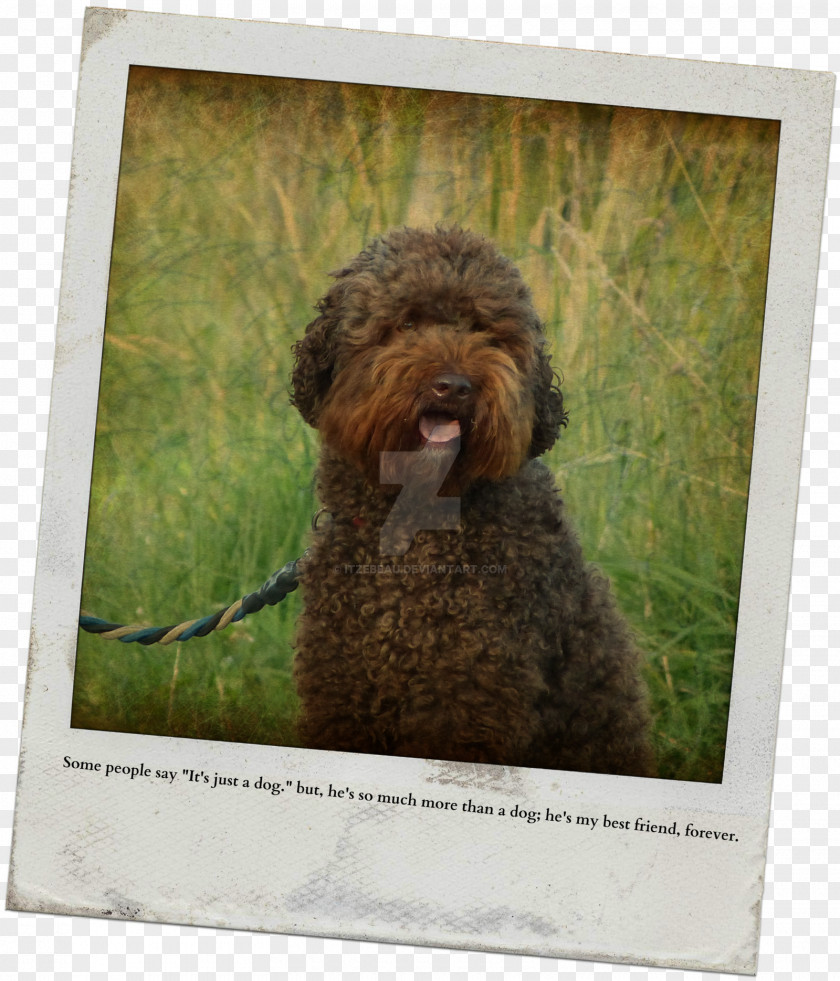 Best Friends Forever Miniature Poodle Lagotto Romagnolo Spanish Water Dog Barbet Portuguese PNG