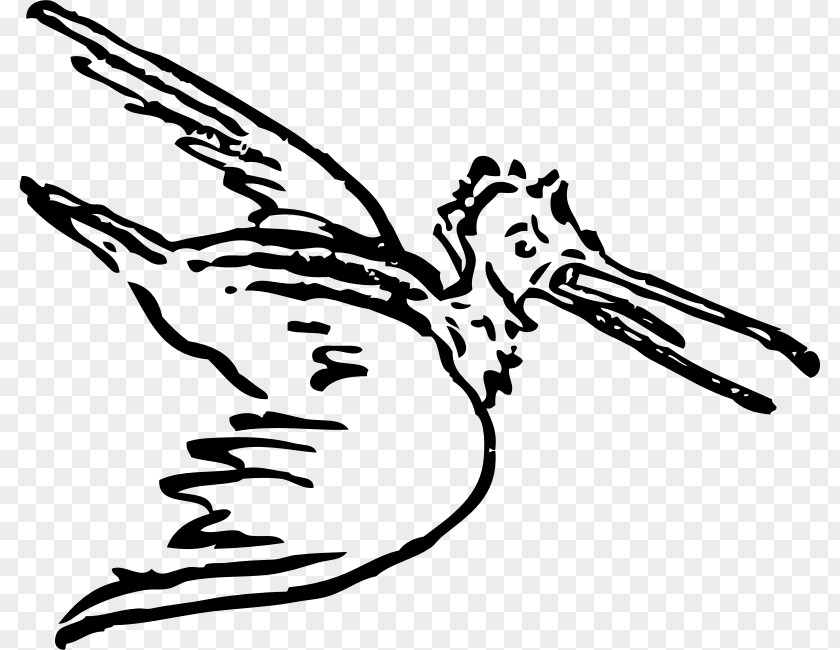 Bird Hummingbird Pelican Drawing Birds Clip Art PNG