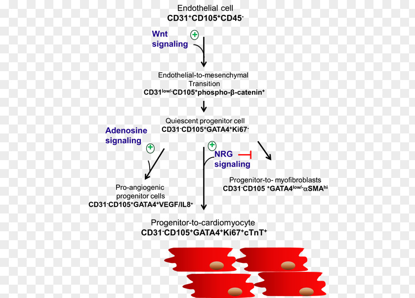 Erbb3 MD–PhD Doctor Of Philosophy Angle Point Maine Medical Center Research Institute PNG