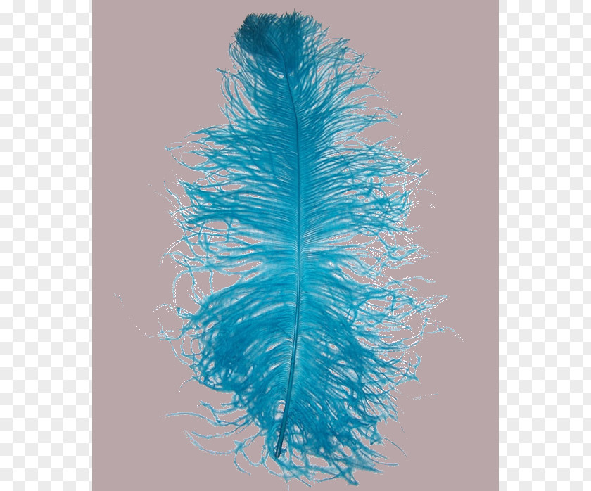 Feather Woman .net .com PNG