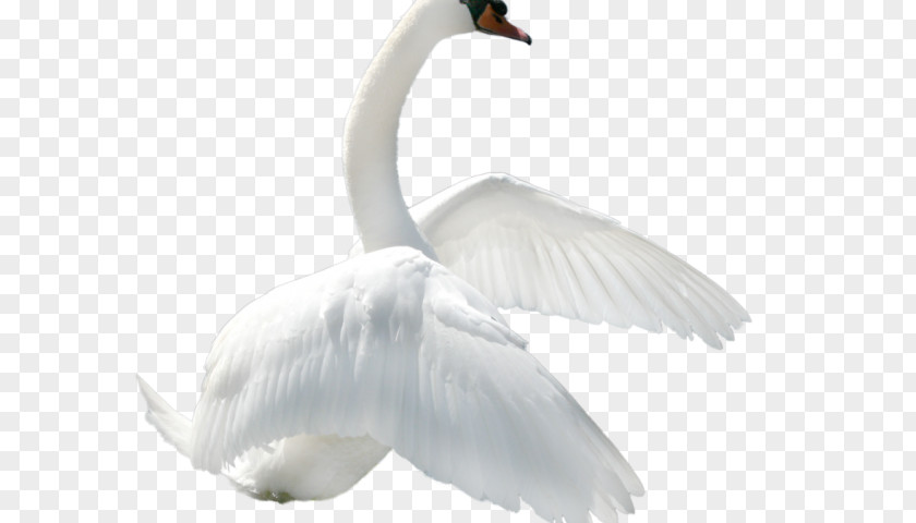 Goose Duck Bird Mute Swan PNG