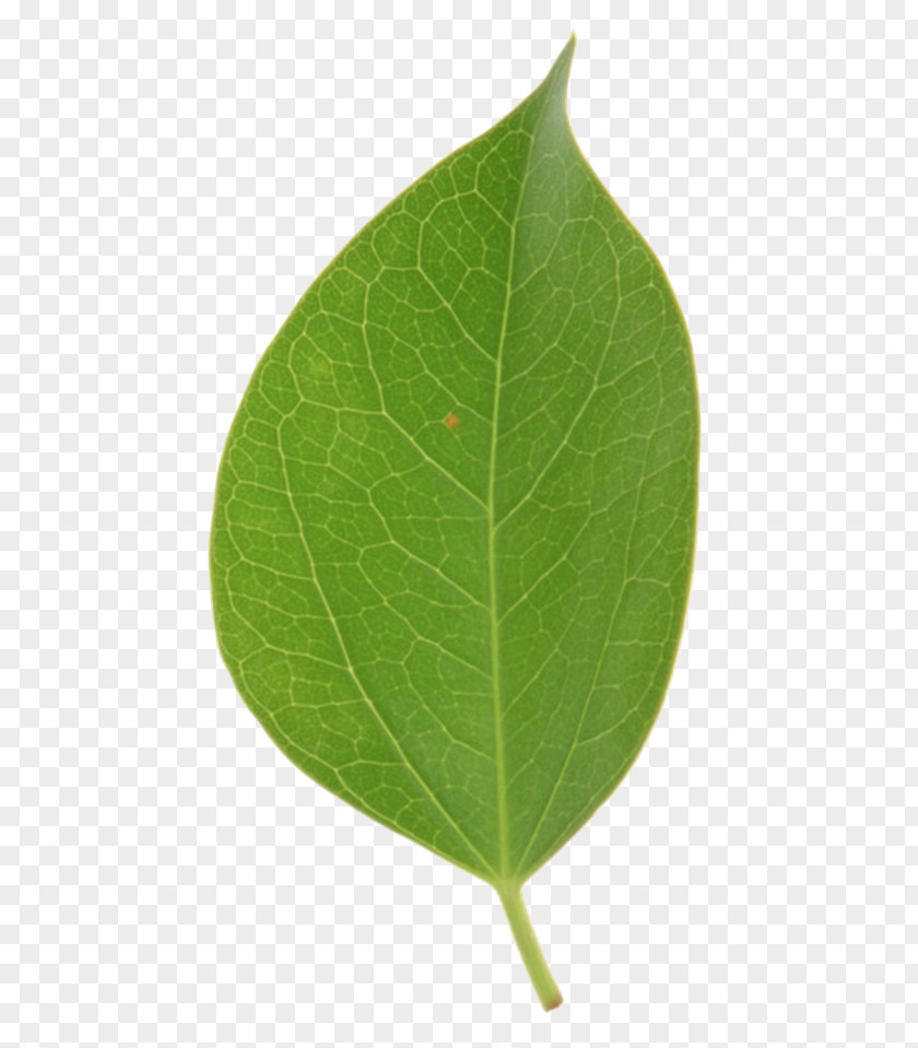 Leaf Tilia Cordata Platyphyllos Tree Basswood PNG