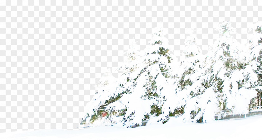 Snow Tree Pine Winter PNG