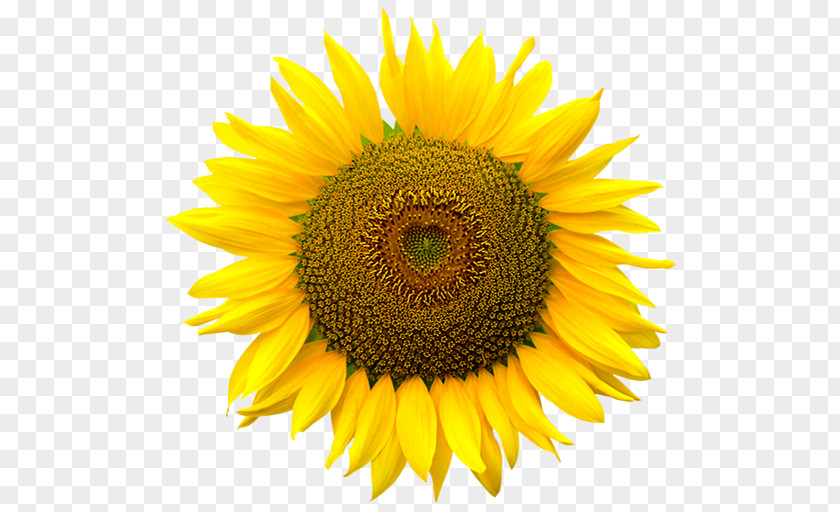 Sunflower Vector Clip Art Common Computer File Image PNG