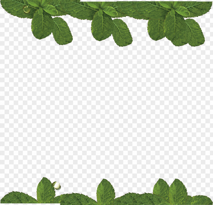 Vector Mint Water Leaf PNG