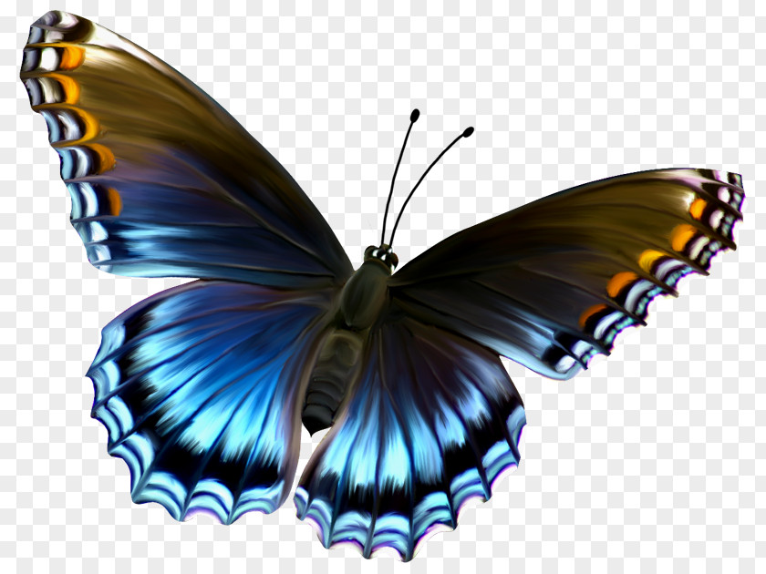 Beautiful Blue And Brown Butterfly Clipart Clip Art PNG