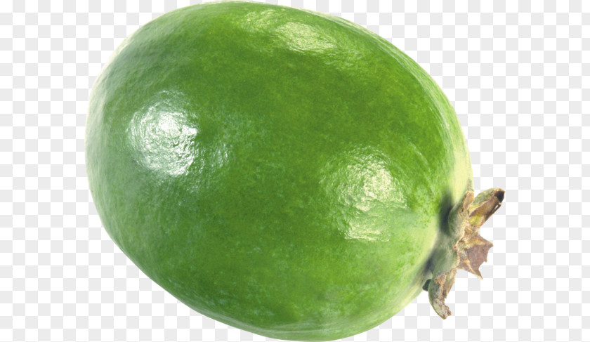 Feijoa Berry PNG