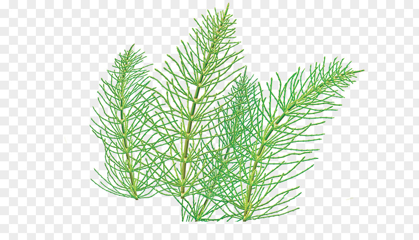 Herb Drawing Herbal Tea Field Horsetail Simple Home Remedies PNG